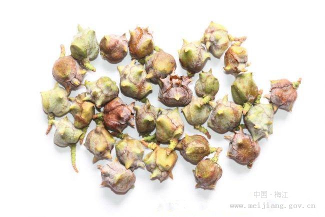 柏子仁藥材