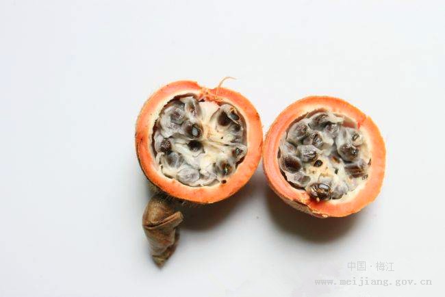 草豆蔻藥材